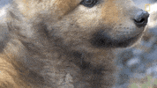 natgeochannel nat geo yellowstone yellowstone live predator baby boom GIF