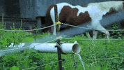 Cinemagraphs GIF by Originals