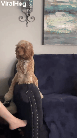 Remi the Cocker Spaniel Likes Sitting in Funny Ways