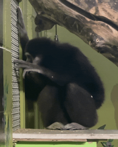 Primate What GIF by Valley Zoo Development Society