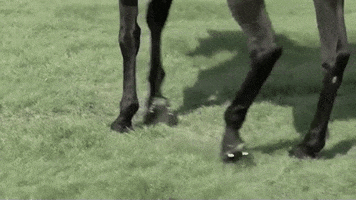 Black Beauty Sport GIF