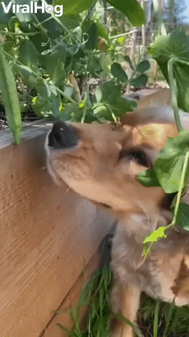 Puppy Raiding the Garden