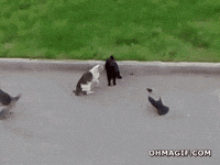 cat fighting GIF