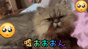 Cat Suprised GIF