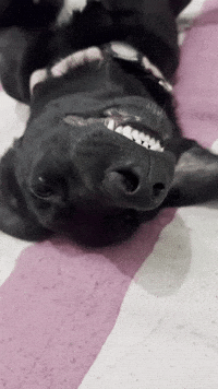 Black Dog Smile GIF