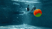 fetch swimming pool GIF by HuffPost