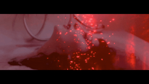 hex000 giphyupload cat red rose GIF