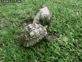 turtles help GIF by Cheezburger