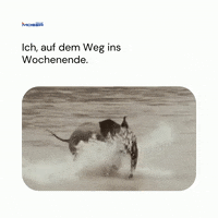Fun Running GIF by Franz Moser GmbH