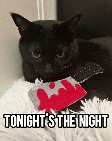 Black Cat Dexter GIF