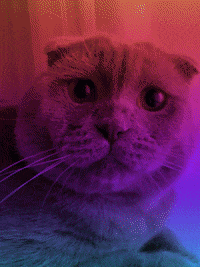 Ceda35 cat instagram cats kitty GIF