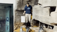 Penguins Begin Annual Nesting Season at Chicago Aquarium