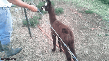 baby llamas GIF