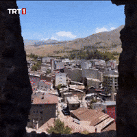 House Forest GIF by TRT