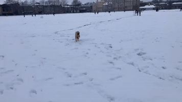 Excited Dog Gets Zoomies During His First 'Proper Snow'