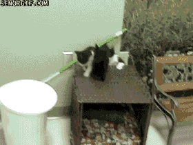 cat fail GIF by Cheezburger