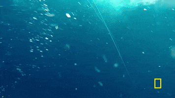 wicked tuna GIF by National Geographic Channel