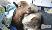 cat baby GIF