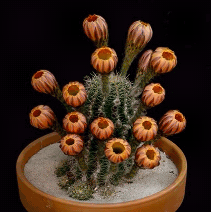 cactus satisfying GIF