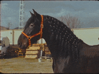 pepeyvizio singer horse musicvideo cantante GIF