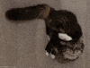 Mad Cat GIF by sheepfilms