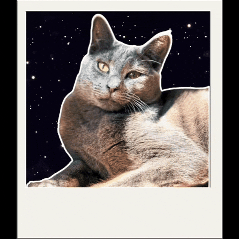 Kitty Yawn GIF