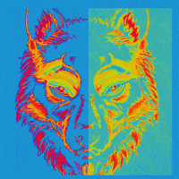 falseidolbrewing wolf wolves wolfpack wolf pack GIF