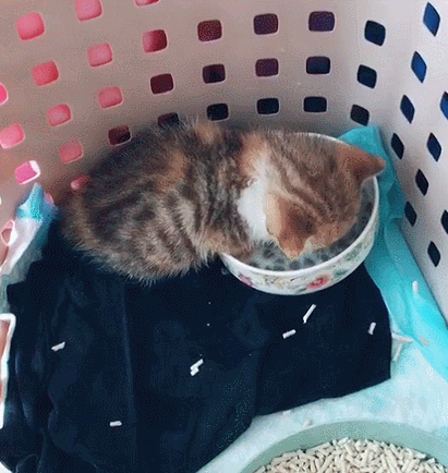 cuteanimalland giphyupload GIF
