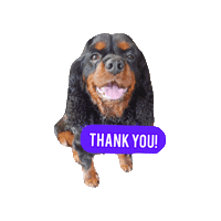Cavalierkingcharlesspaniel Sticker