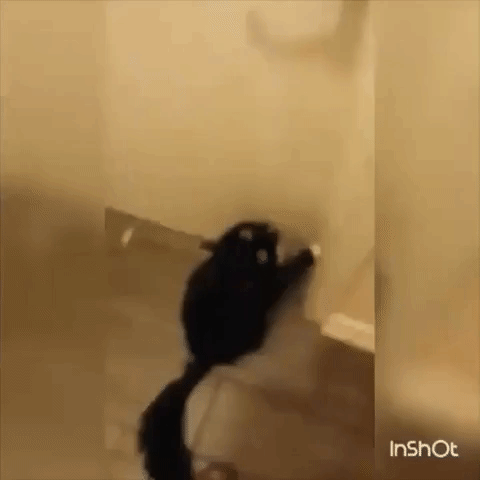 Cute Cat Shows Off New Trick