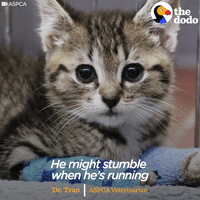 kitten GIF by The Dodo