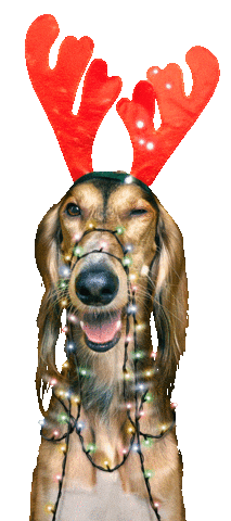 Sticker by Super zoo