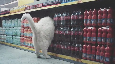 cat shopping GIF