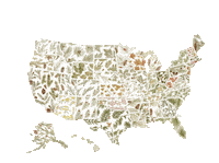 amberartistry trees map brush amber Sticker