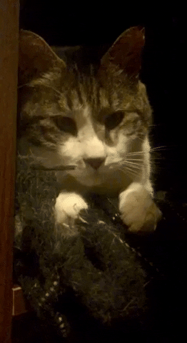 BAS0V giphygifmaker GIF