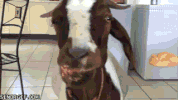 goat butter GIF