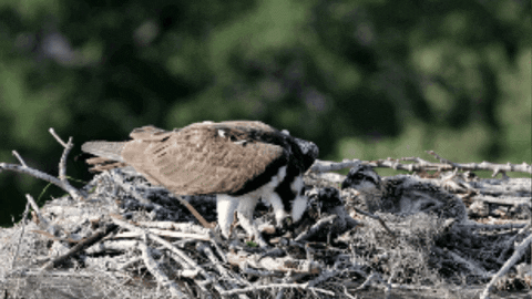 Artist_Geoffrey_Smith giphygifmaker osprey wild florida mother bird GIF