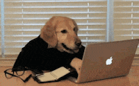 dog people GIF