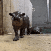 Pygmy Hippo Fun GIF by John Ball Zoo