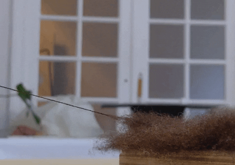 LauBLau giphyupload GIF