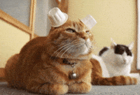 Video gif. Orange cat with tucked-in paws looks back and forth, lowering its head with tiny white plastic cups covering its ears. All of the sudden, the cat jumps off screen revealing three other cats sitting calmly in a line in the blurred background. 