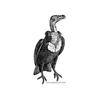 Illustration Vintage Sticker by The Wild Curiosity
