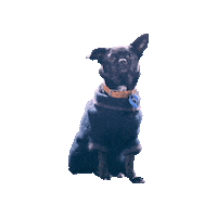 Dog Tilly Sticker by Clique Fitness