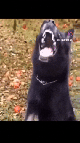 Dog Apple GIF