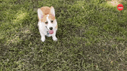 Dog Puppy GIF by BuzzFeed