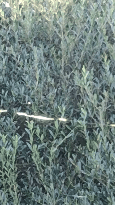 Simongip giphyupload GIF