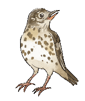 Bird Vogel Sticker by Naturschule fernundaktiv