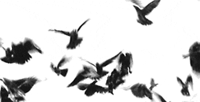 free bird GIF