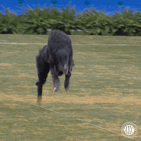 GIF by American Kennel Club