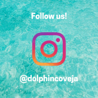 GIF by Dolphin Discovery